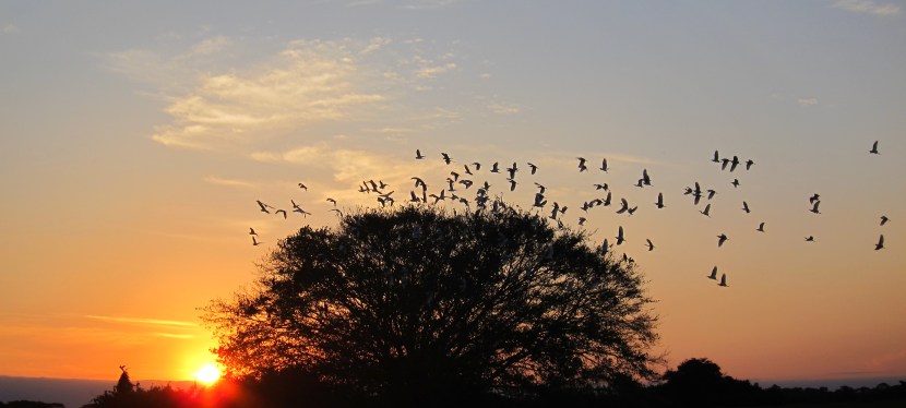 I’m turning into a bit of a&nbsp;twitcher